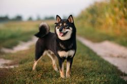 picture of dog