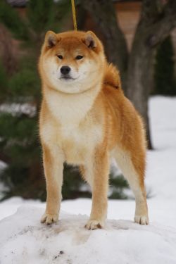 picture of dog