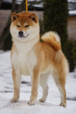 picture of dog