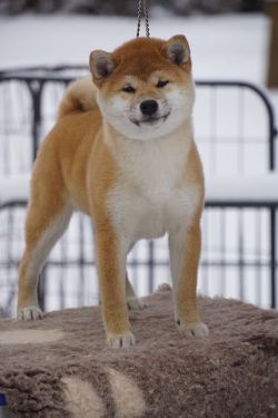 picture of dog