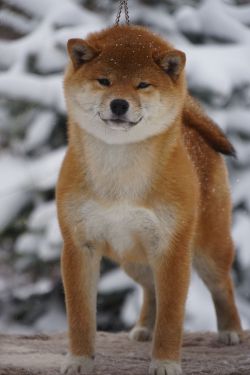 picture of dog