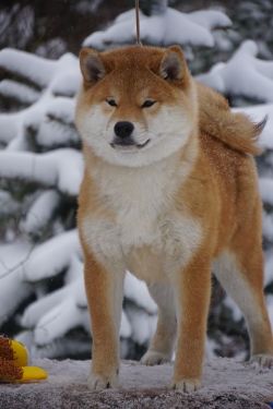 picture of dog