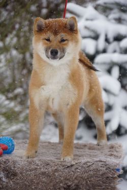 picture of dog