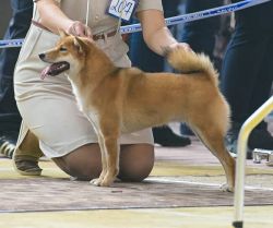 picture of dog