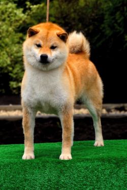 picture of dog