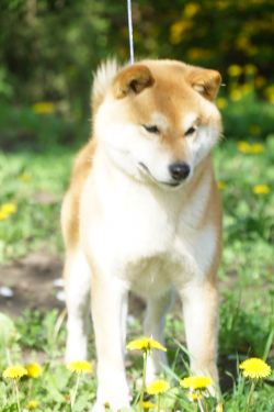 picture of dog