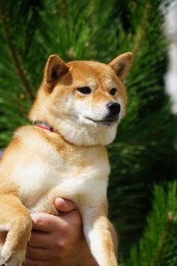 picture of dog