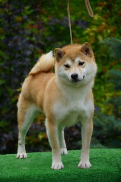 picture of dog
