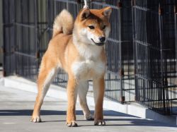 picture of dog