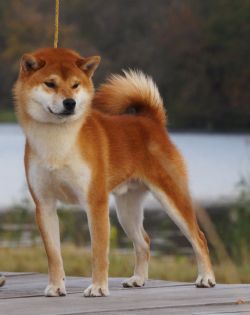 picture of dog
