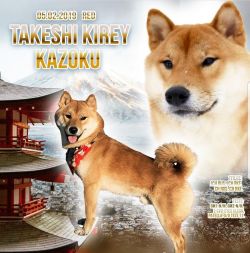 picture of dog