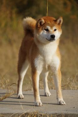 picture of dog