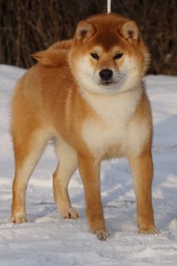 picture of dog