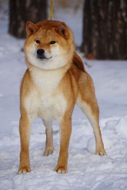 picture of dog
