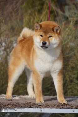 picture of dog