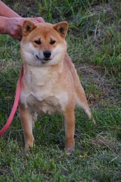 picture of dog