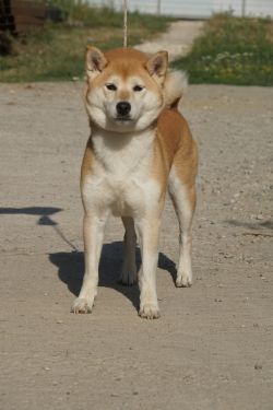 picture of dog