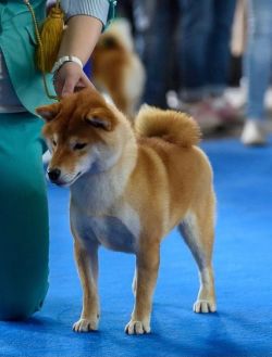 picture of dog