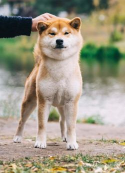 picture of dog
