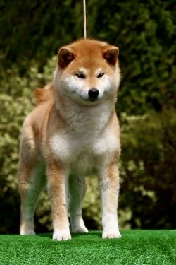 picture of dog