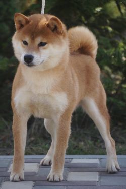 picture of dog