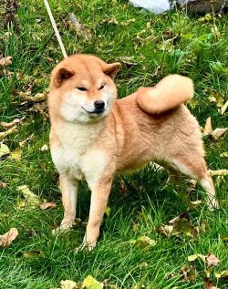 picture of dog