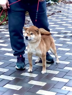 picture of dog