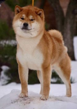 picture of dog
