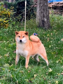picture of dog