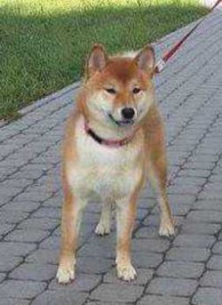 picture of dog