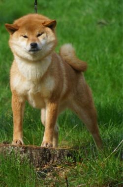 picture of dog