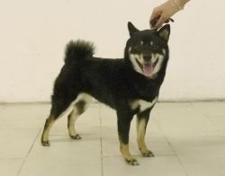 picture of dog