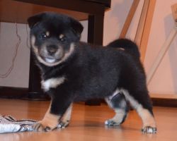 picture of dog