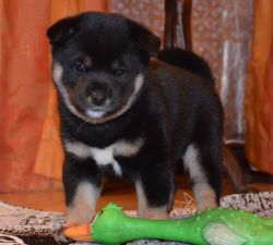 picture of dog