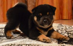 picture of dog