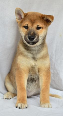 picture of dog