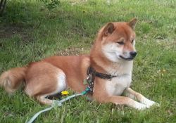 picture of dog