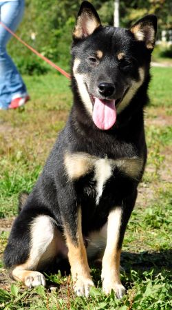 picture of dog