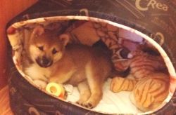 picture of dog
