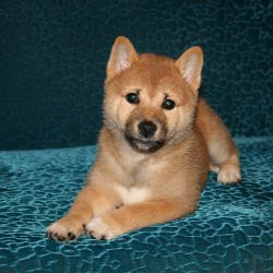 picture of dog