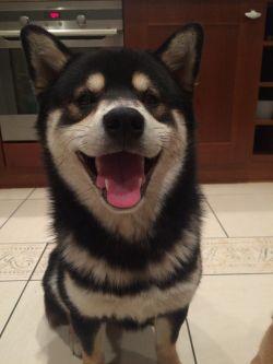picture of dog