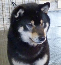picture of dog