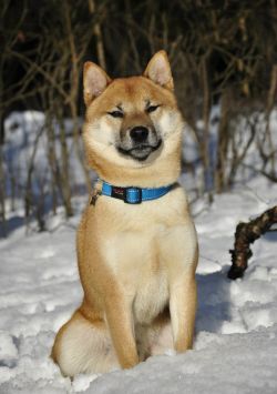 picture of dog