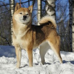 picture of dog