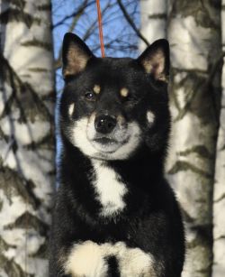 picture of dog