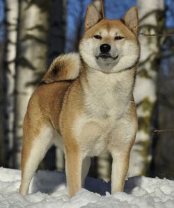 picture of dog