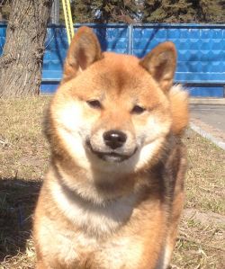 picture of dog