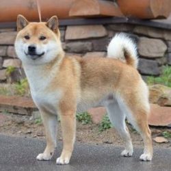 picture of dog