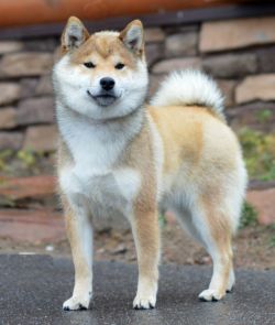 picture of dog