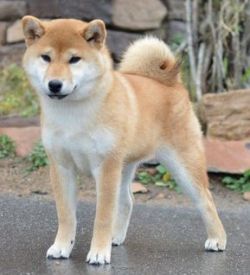 picture of dog